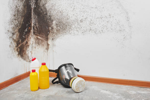 Best Professional Mold Removal  in Suncoast Estates, FL