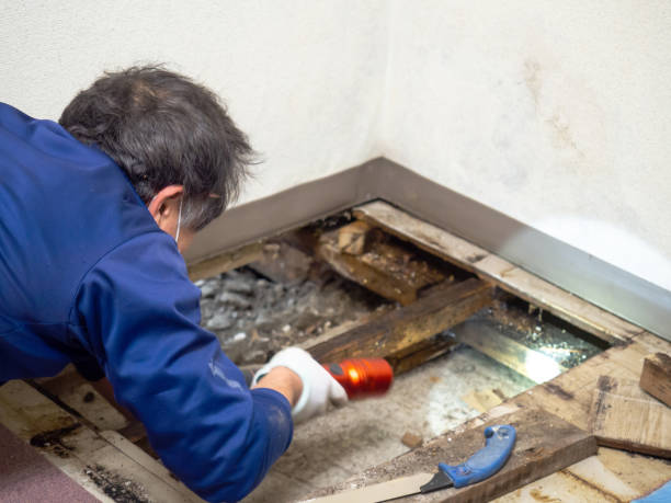 Mold Testing and Removal in Suncoast Estates, FL