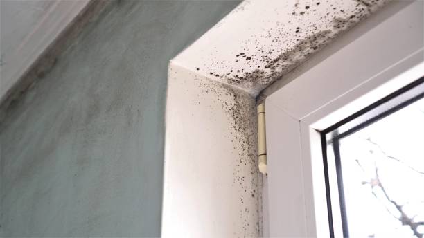 Mold Removal and Inspection in Suncoast Estates, FL