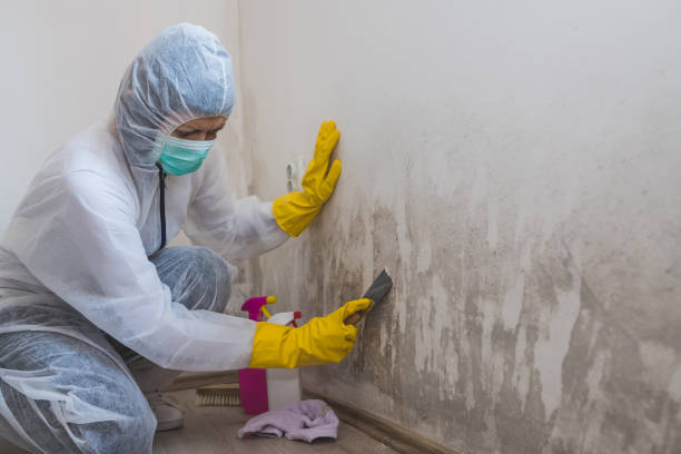Best Mold Testing and Removal  in Suncoast Estates, FL