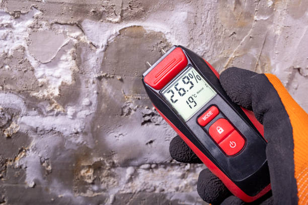 Best Fast Mold Removal  in Suncoast Estates, FL