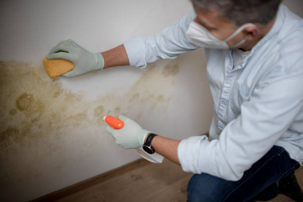 Trusted Suncoast Estates, FL Mold Removal Experts
