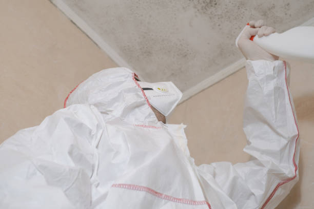 Best Local Mold Removal Service  in Suncoast Estates, FL