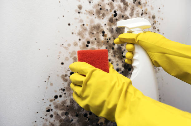 Best Attic Mold Removal  in Suncoast Estates, FL